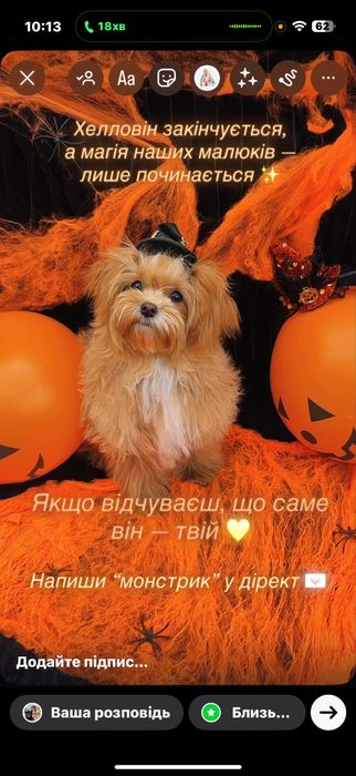 Мальтіпу мікро — вибір тих, хто цінує гармонію, ніжність і комфорт.