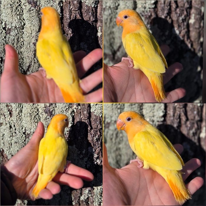 Agapórnis Domesticados