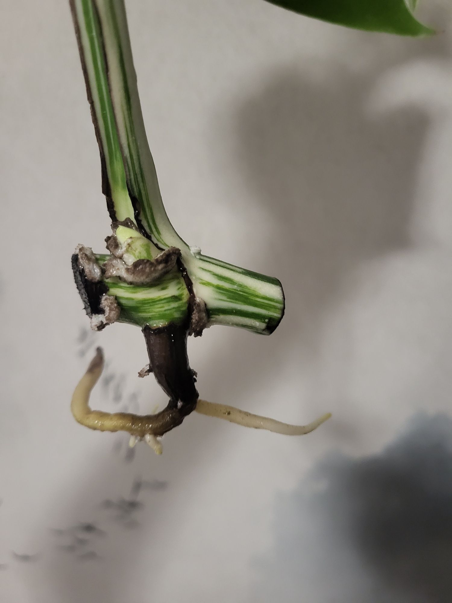 Monstera varie nr3