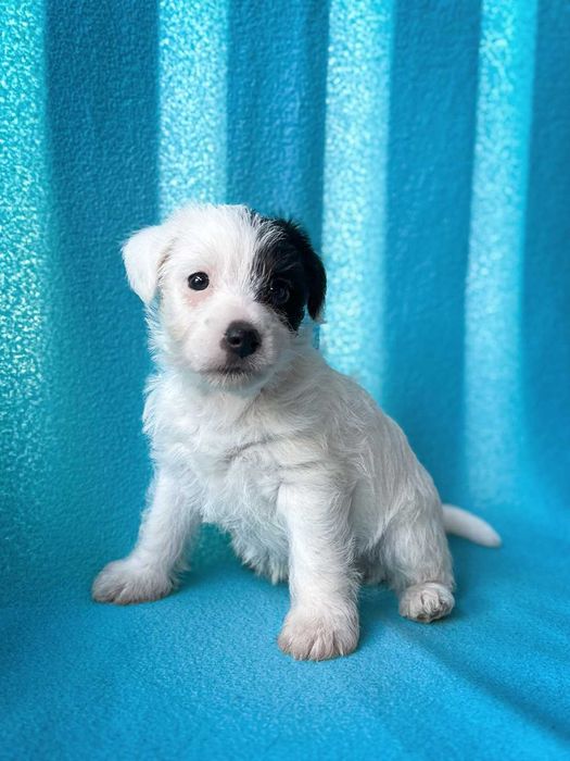 Parson Russell Terrier - chłopczyk