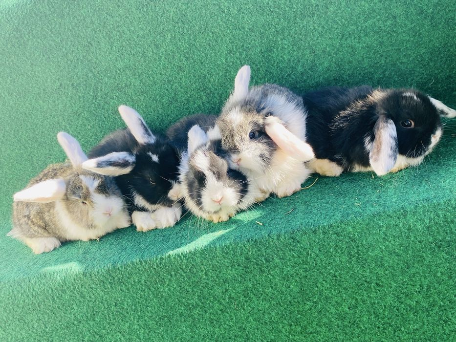 Coelho anao mini lop