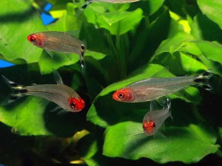 Zwinnik czerwonousty - Hemigrammus rhodostomus - dowóz, wysyłka