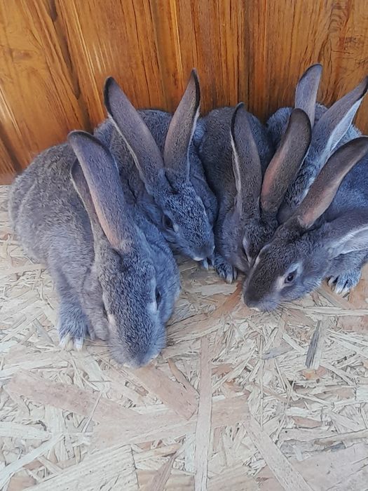 Продам кролики Радянська Шиншила
