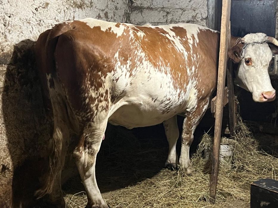 Корова тільна (з третім теля)