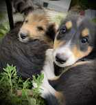 Oddam owczarki szkockie collie