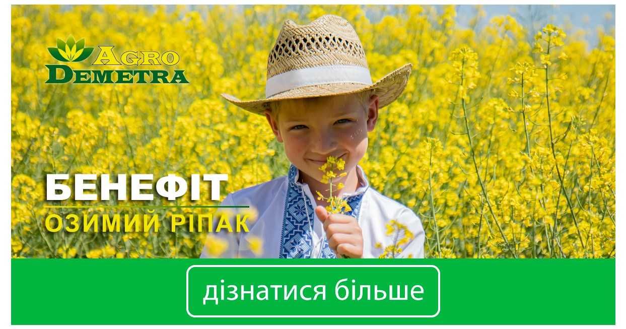 Продам озимий ріпак Бенефіт.