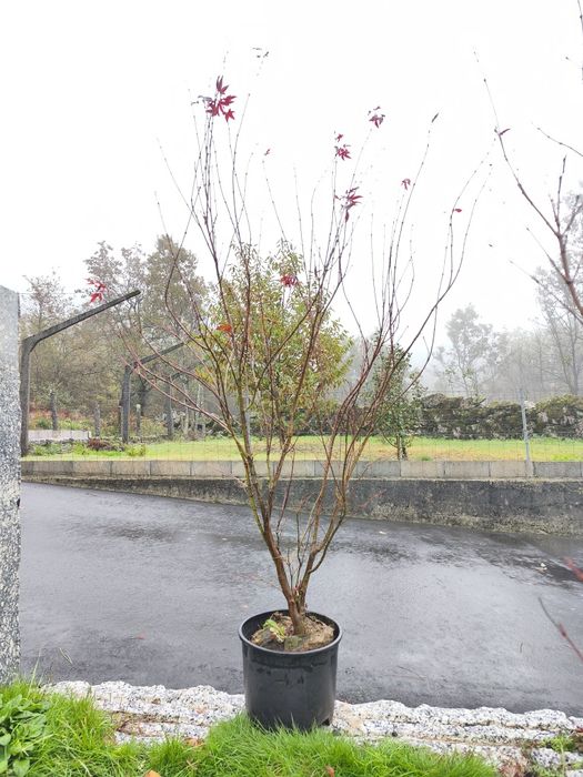 Acer Palmatum 150 cms