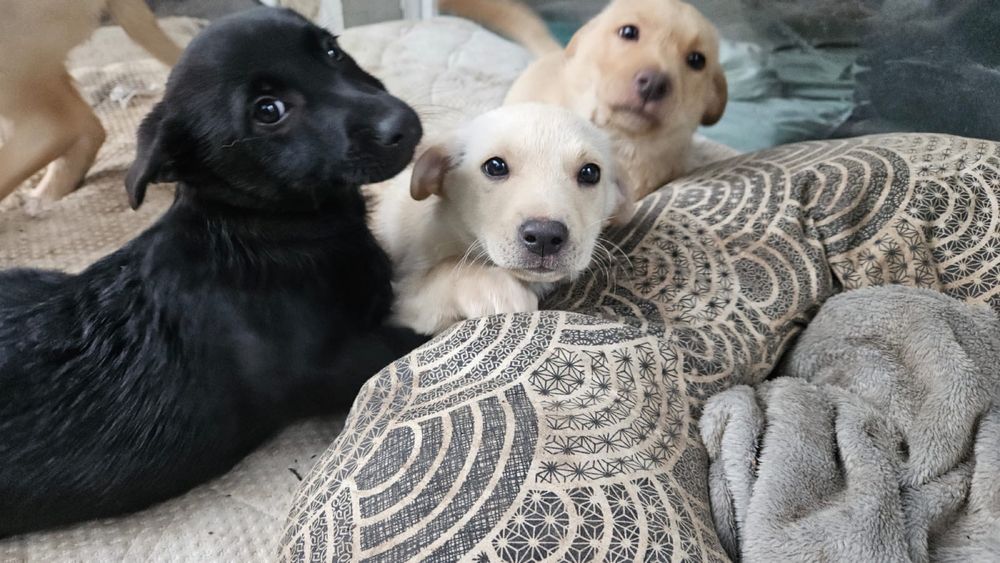 Szczeniaczki szukaja domów, do adopcji