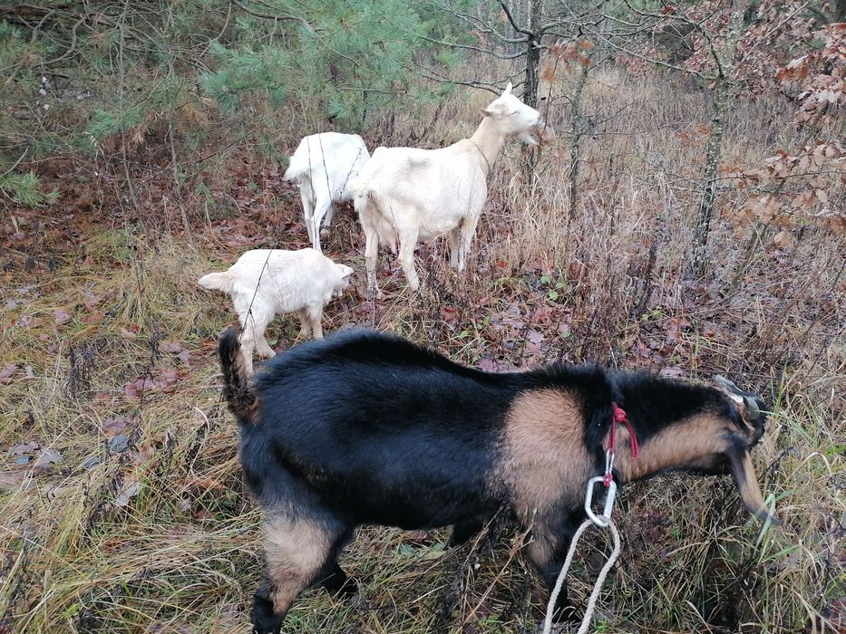 Продаються чотири кози