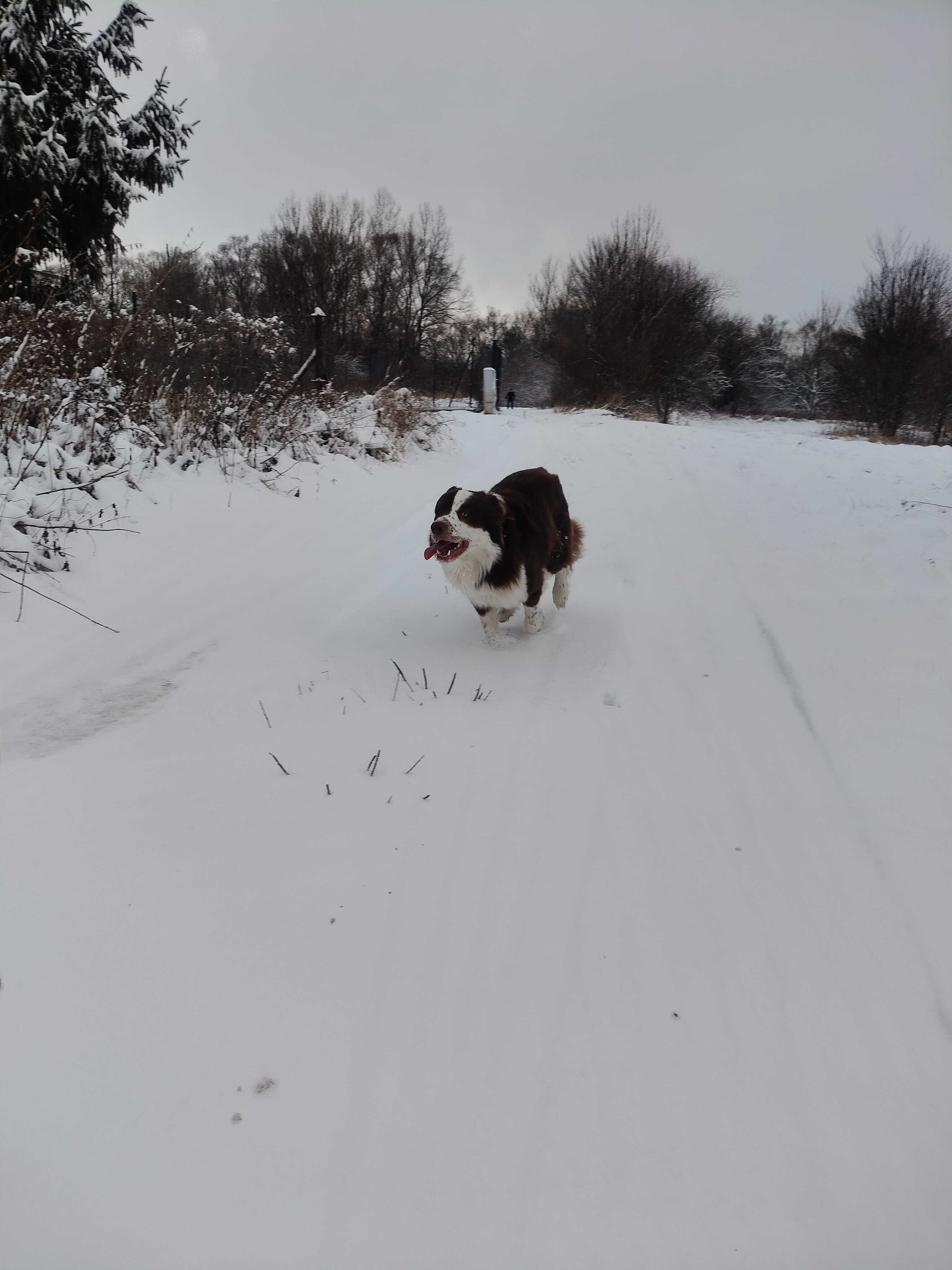 Border Collie Reproduktor