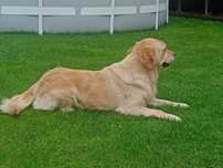 Golden Retriever suczka 5 lat
