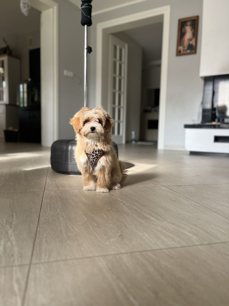 Piesek maltipoo maltańczyk pudel toy czerwony