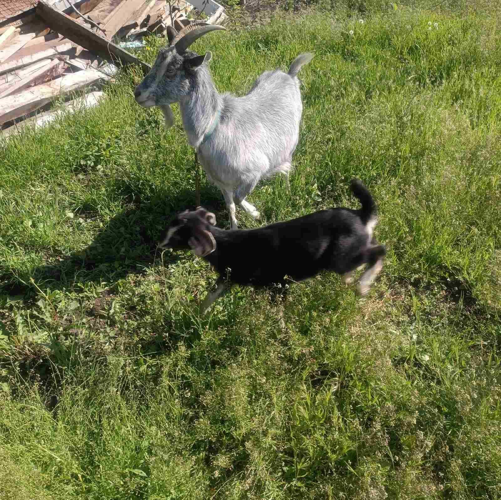 Продам дві кози і козеня