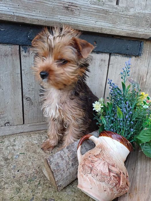 Я їду до нової домівки-йоркширський  тер'єр.