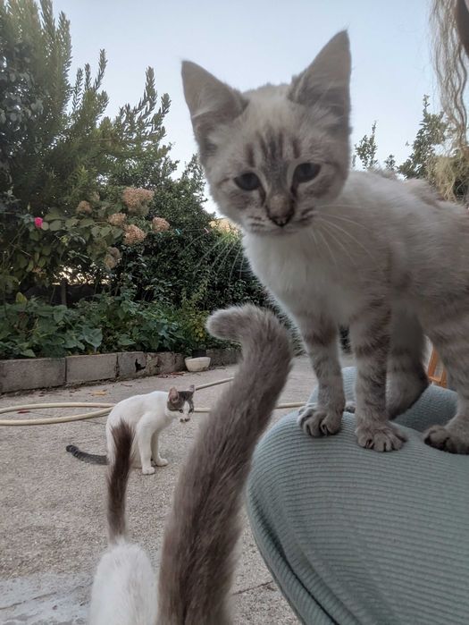 Gatinhos 5 meses muito mimalhos