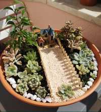 Jardim de suculentas em vaso de terracota