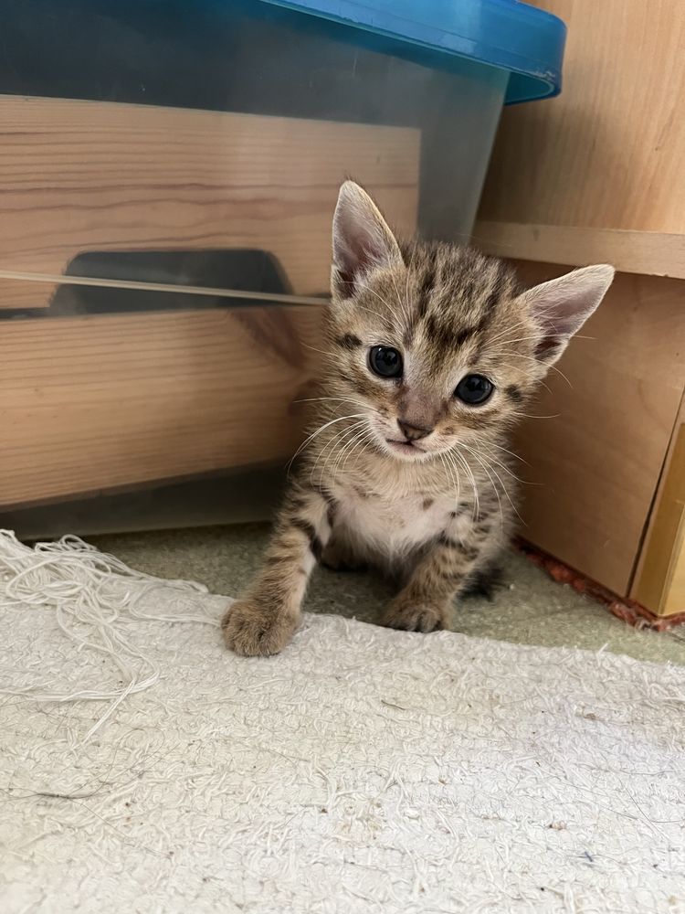 Gatinho para adopçao