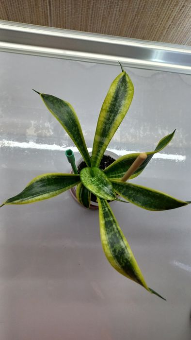 Сансевиерии, детки.