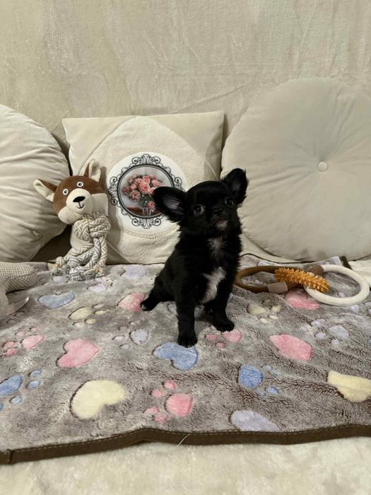 Chihuahua długowłosy mini xxs SAMIEC