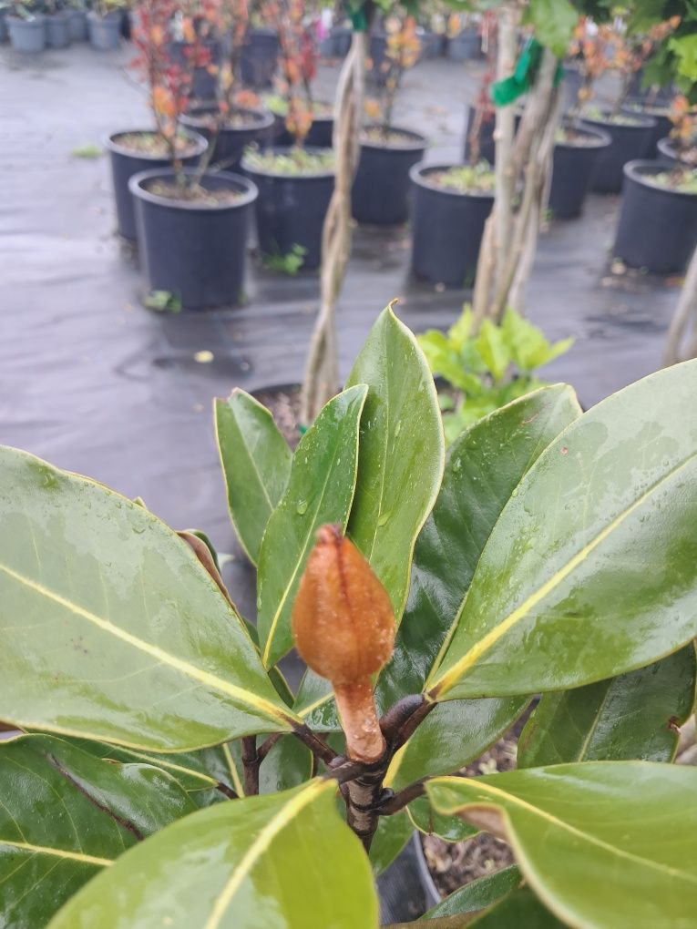 Magnolia zimozielona grandiflora Little Gem