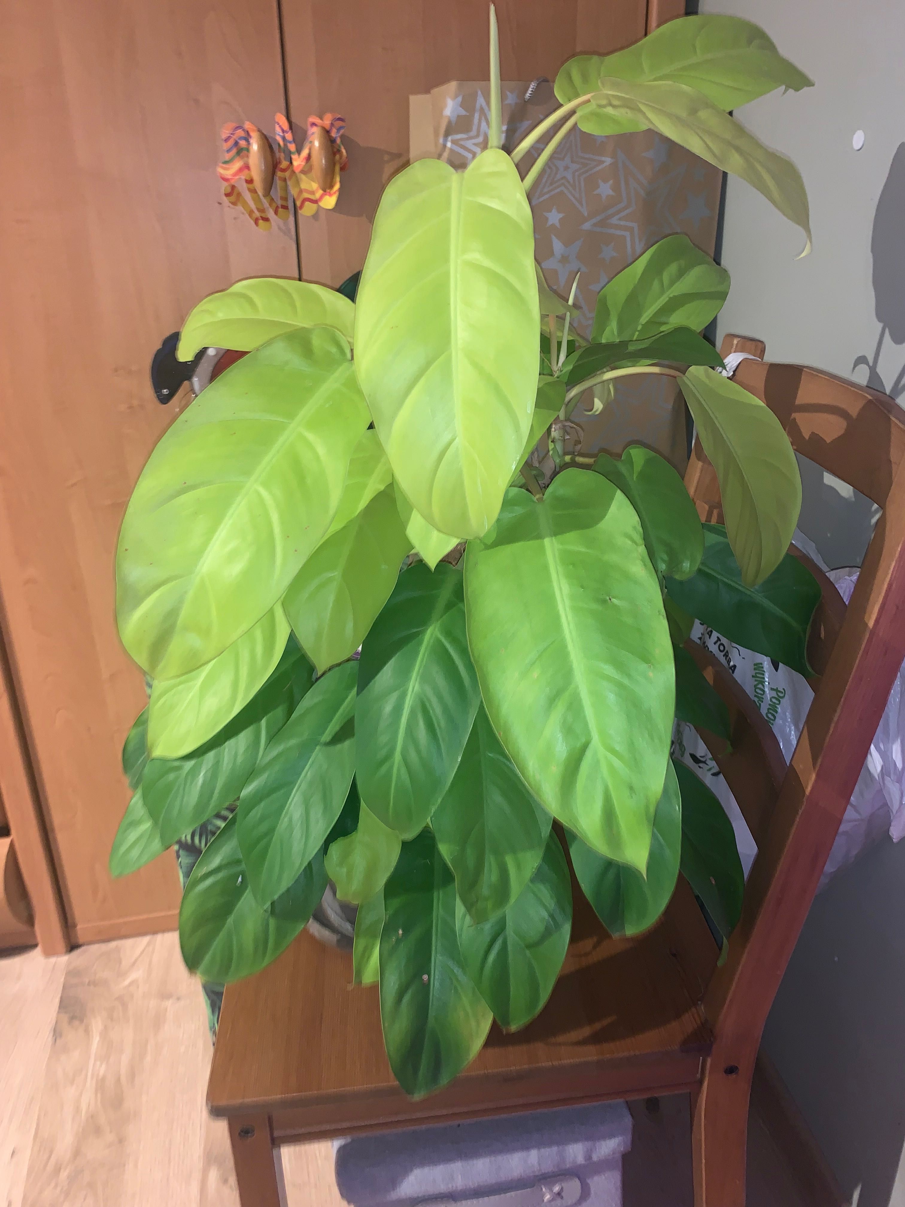 Philodendron malaya gold 60 cm