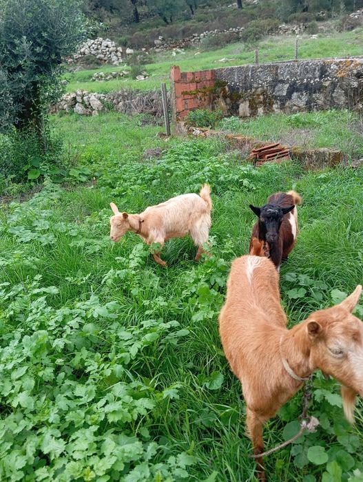2 cabras e 1 chibo