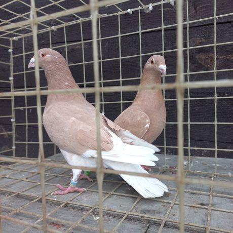 Продаж голубів пара