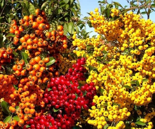 Піроканта  Піраканта  3 кольори Великий вибір багаторічних рослин