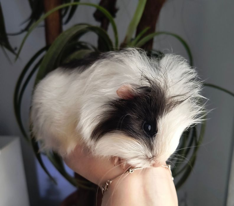 Świnki morskie rozetki,puszyste