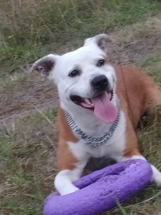 Тайсон очінь послушний кобель  породи стаф для вязки