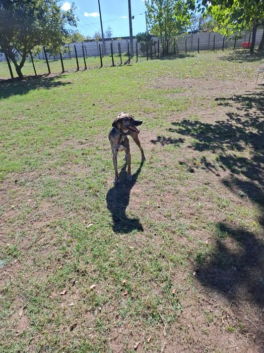 Cães  machos para adoção.Zona Matosinhos/Porto