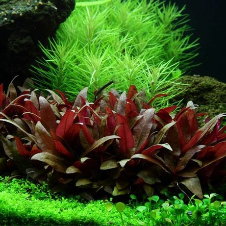 Plantas de aquário