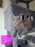 Kociaki - Maine Coon