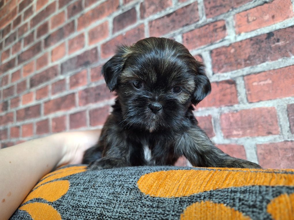 Shih-Tzu piesek brązowy