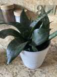 Sansevieria oddam