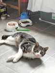 7 miesięczny Brutus do adopcji