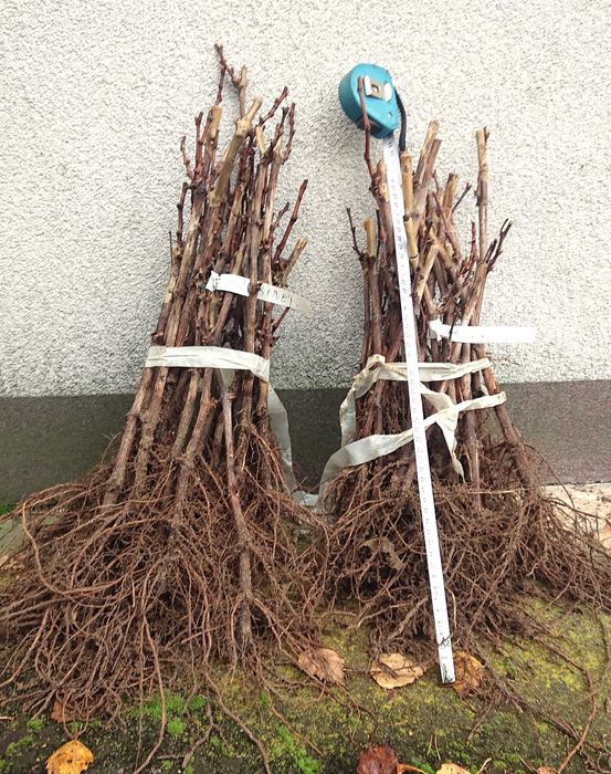 Sadzonki winorośli SOLARIS białe przerobowe oraz deserowe beznasienne