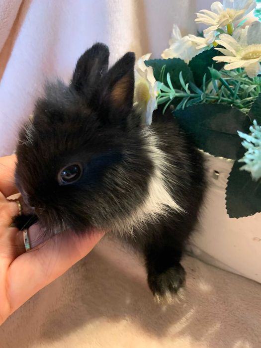 Króliczek królik miniaturka