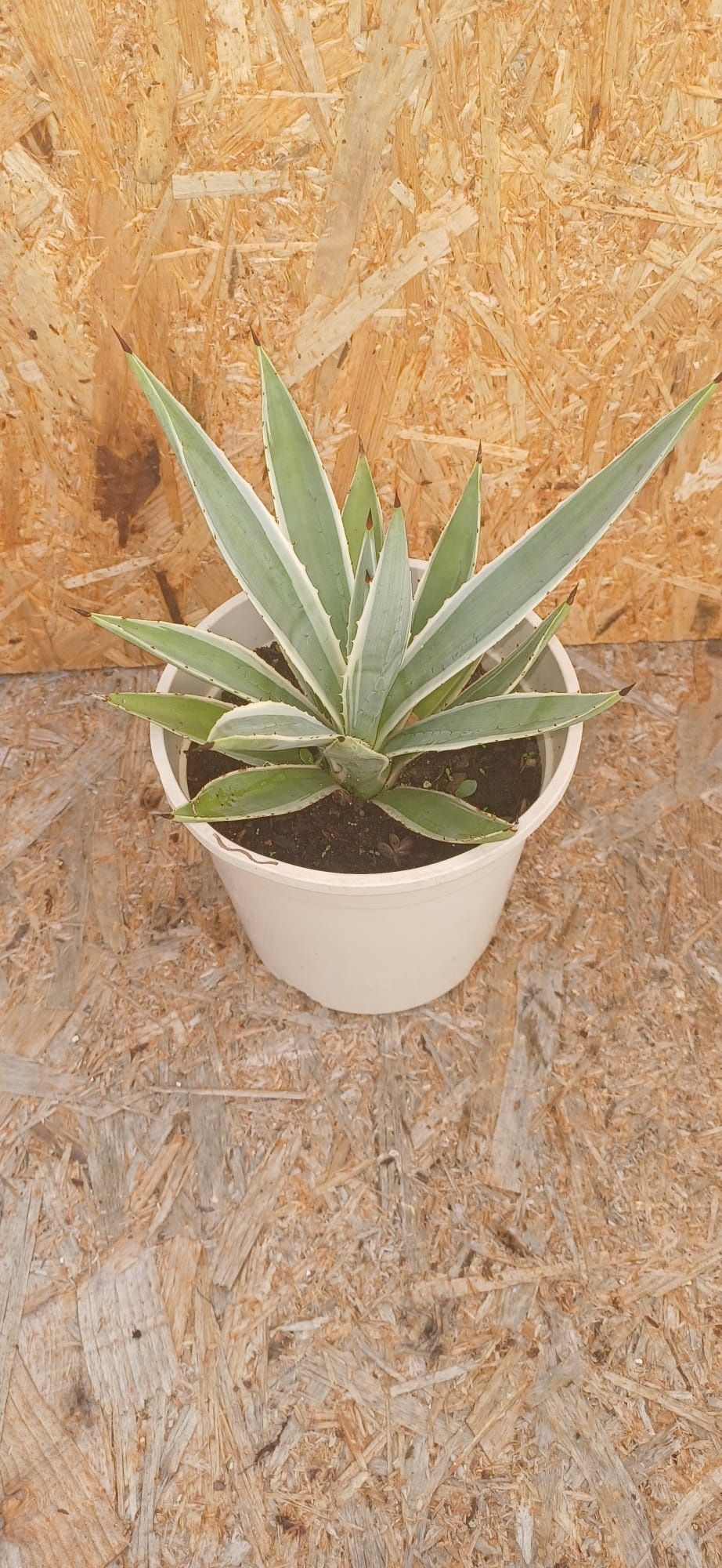 Agave Americano ou agave rajada