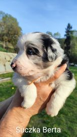 Border Collie szczenięta