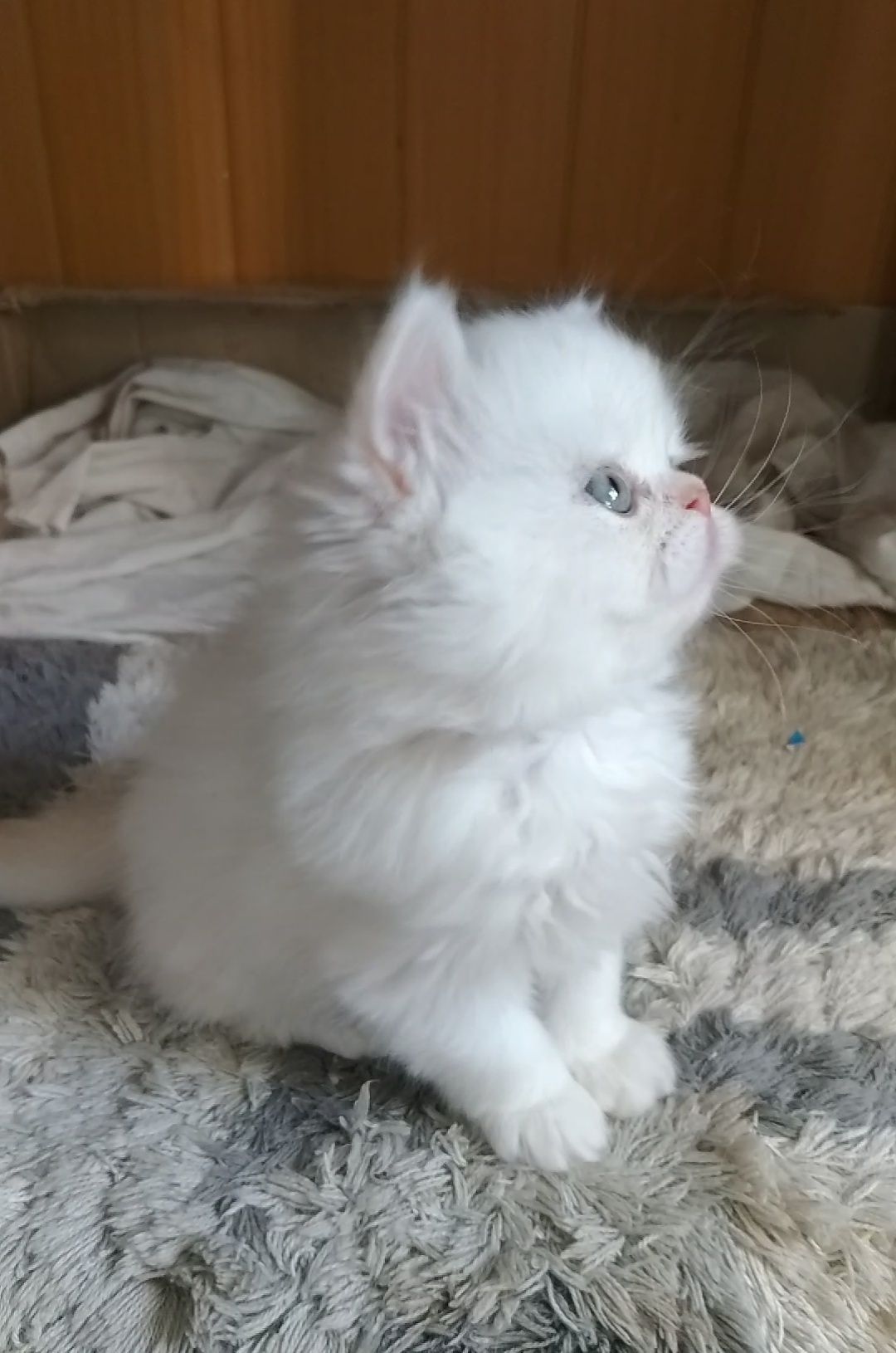 Белого котёнка бежевый молочный кремовый страйт