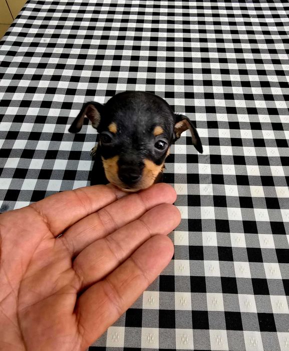 Pinscher Miniatura Macho