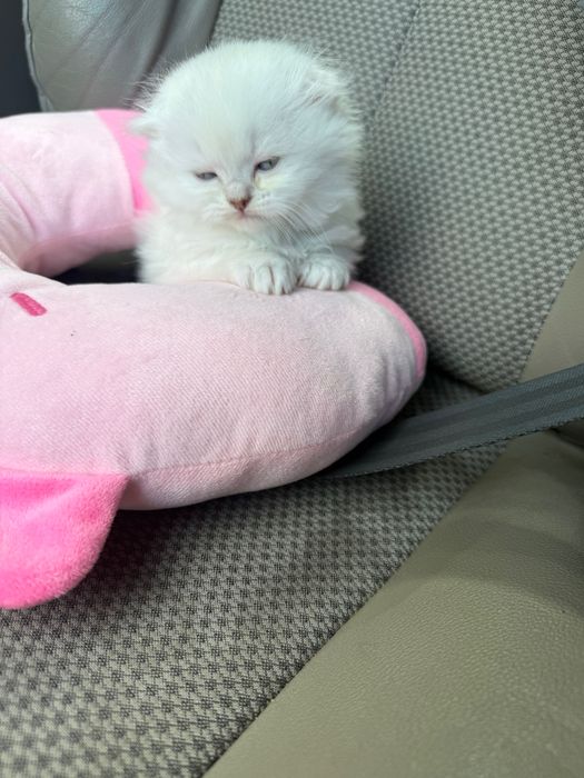 Дівчинка британська шиншила