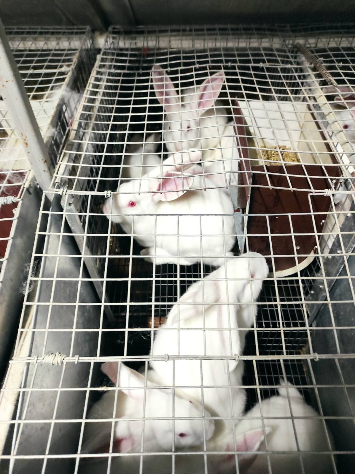 Продам молодняк кроликов термонский белый