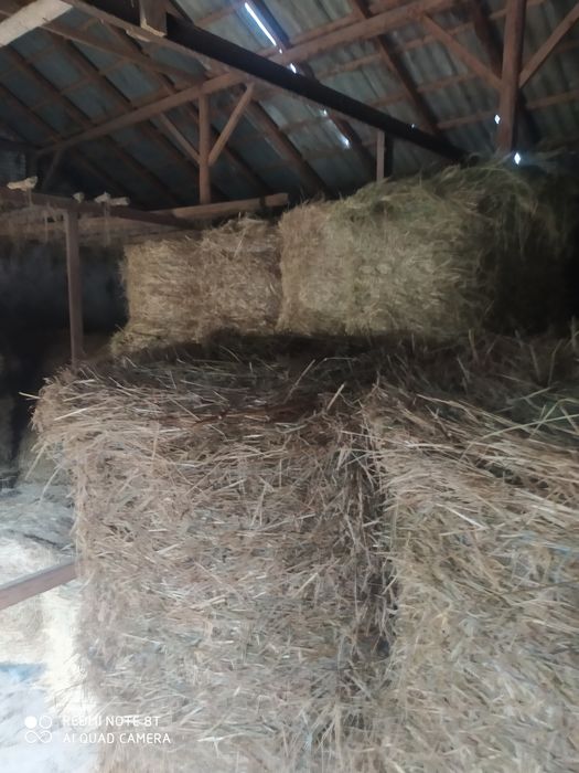 Siano tegoroczne