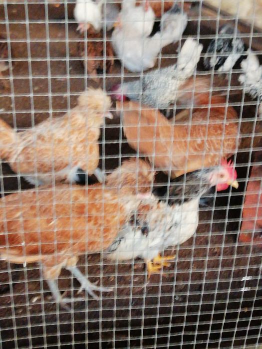 Casais de Paduanas (Camurça)