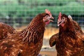 Kury Nioski Młode.Rosa Czerwona Dominant.Leghorn kury z jajem.DOWÓZ!