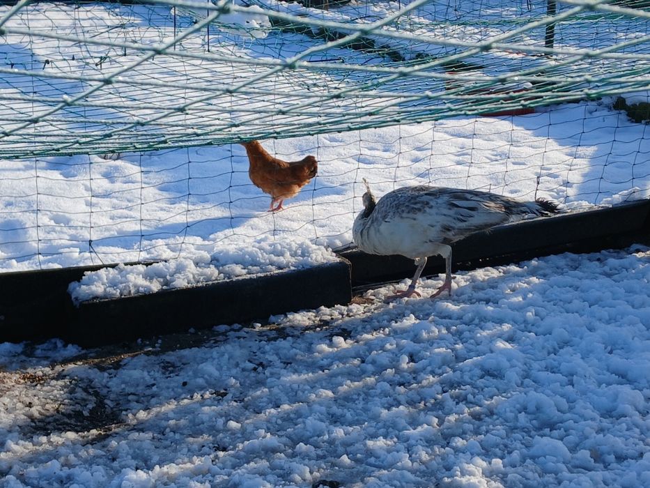 Paw samica czarnoskrzydla