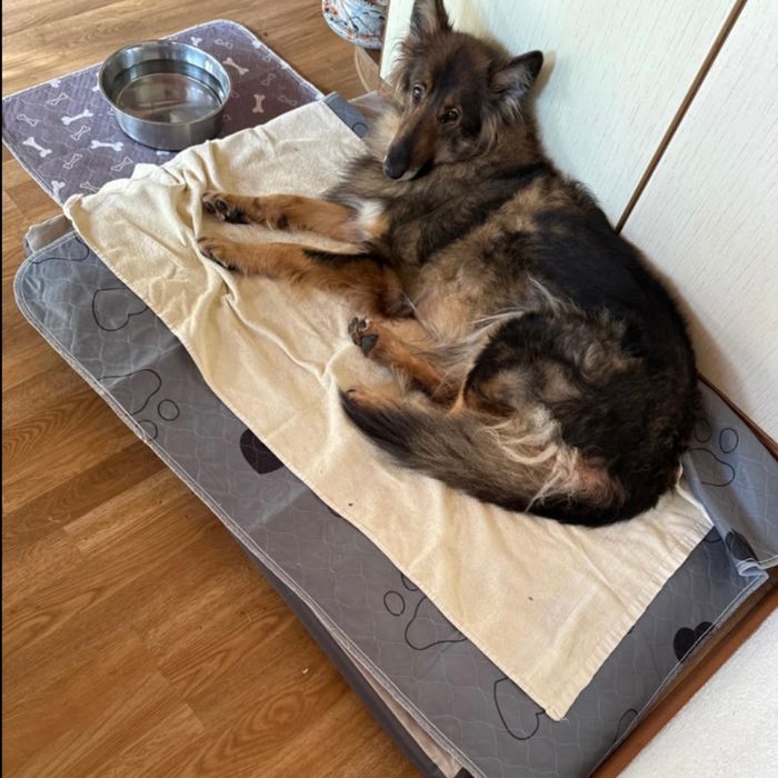 MATA DLA PSA wielorazowa chłonna podkład legowisko wodoodporna 2 SZT!