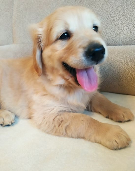 Golden retriever zapowiedź miotu